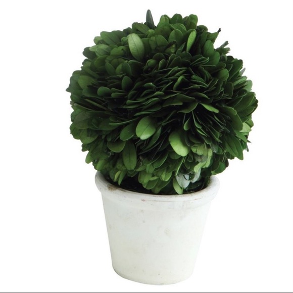 Infinity Raine Other - 6” Preserved Boxwood Topiary